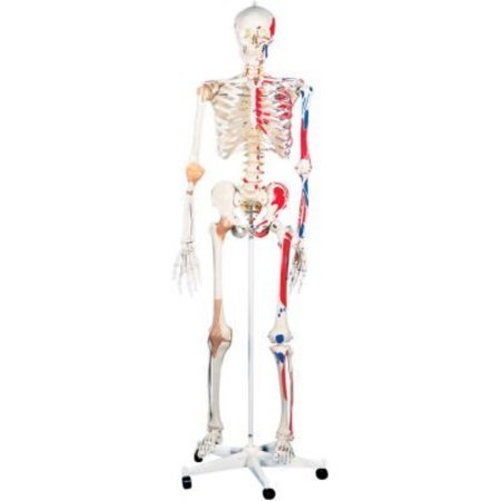 FABRICATION ENTERPRISES 3B® Anatomical Model - Sam The Super Skeleton on Roller Stand 951062